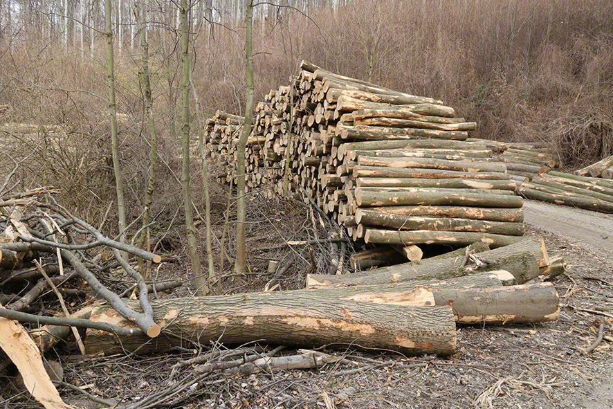 Wienerwald-Abholzung Hopfgartenkreuzung-Sulzwiese